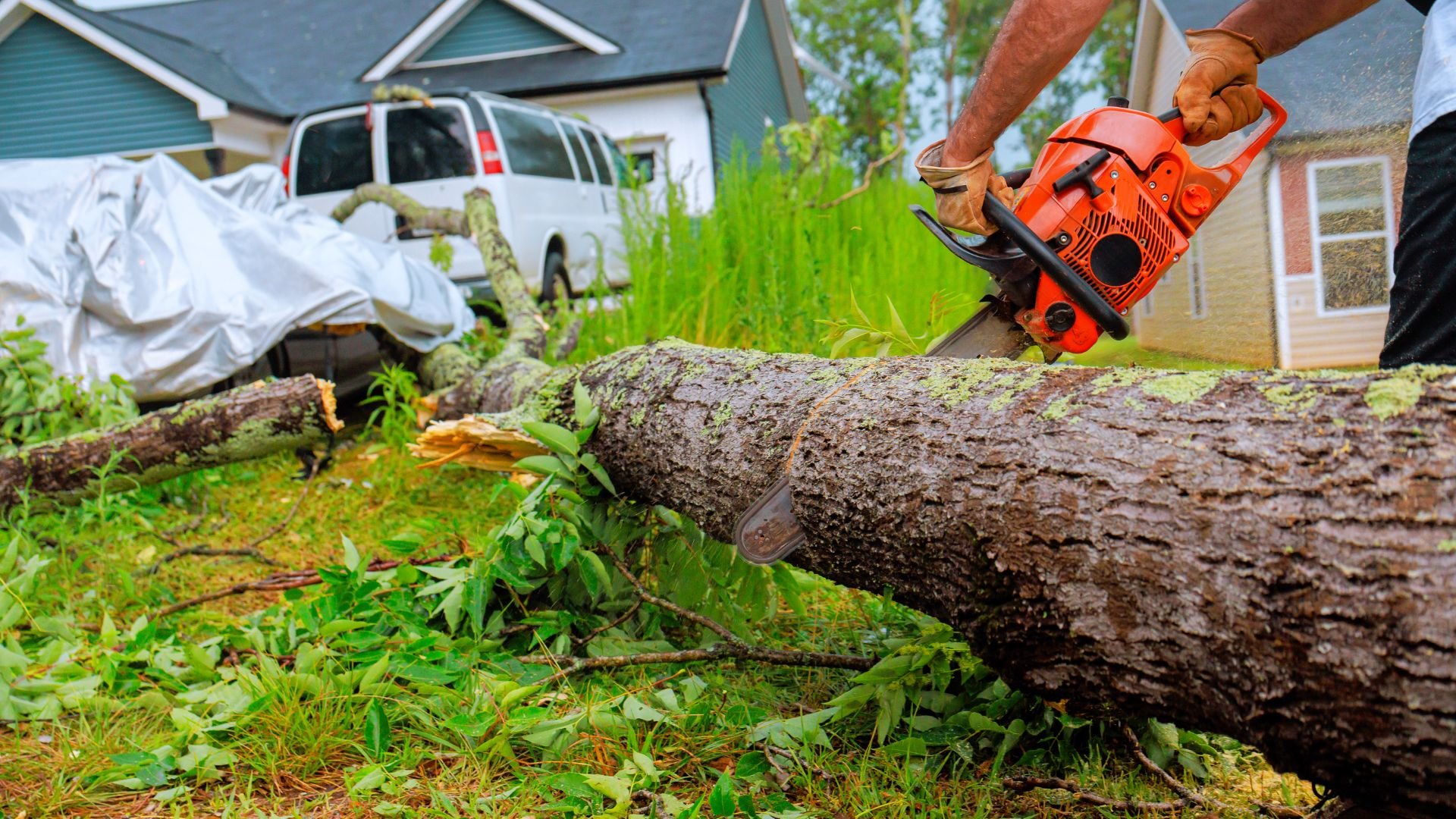 Cutting a large fallen tree with an orange chainsaw in a residential yard